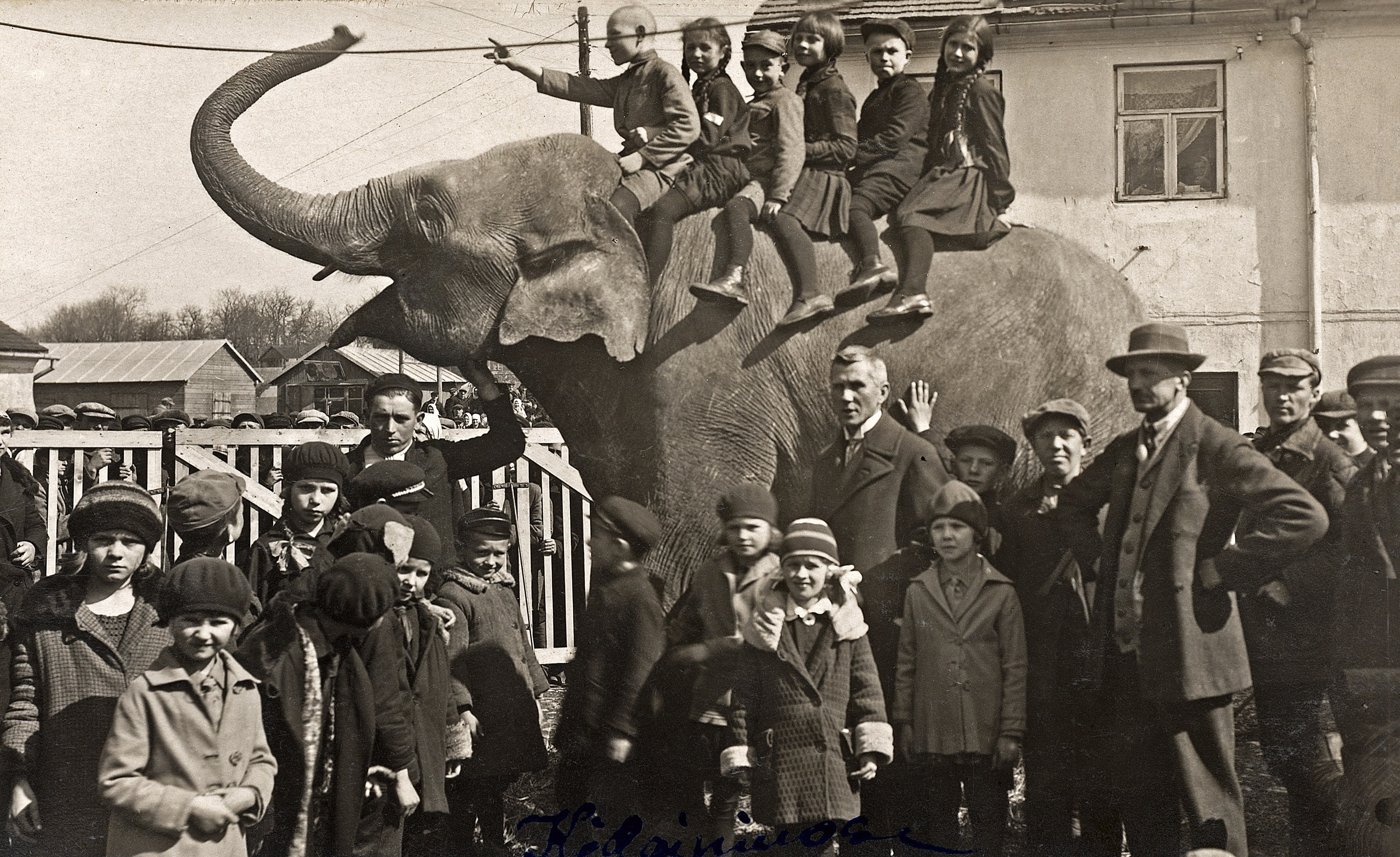 Mokytojas Tijūnaitis su mokiniais prie cirko dramblio