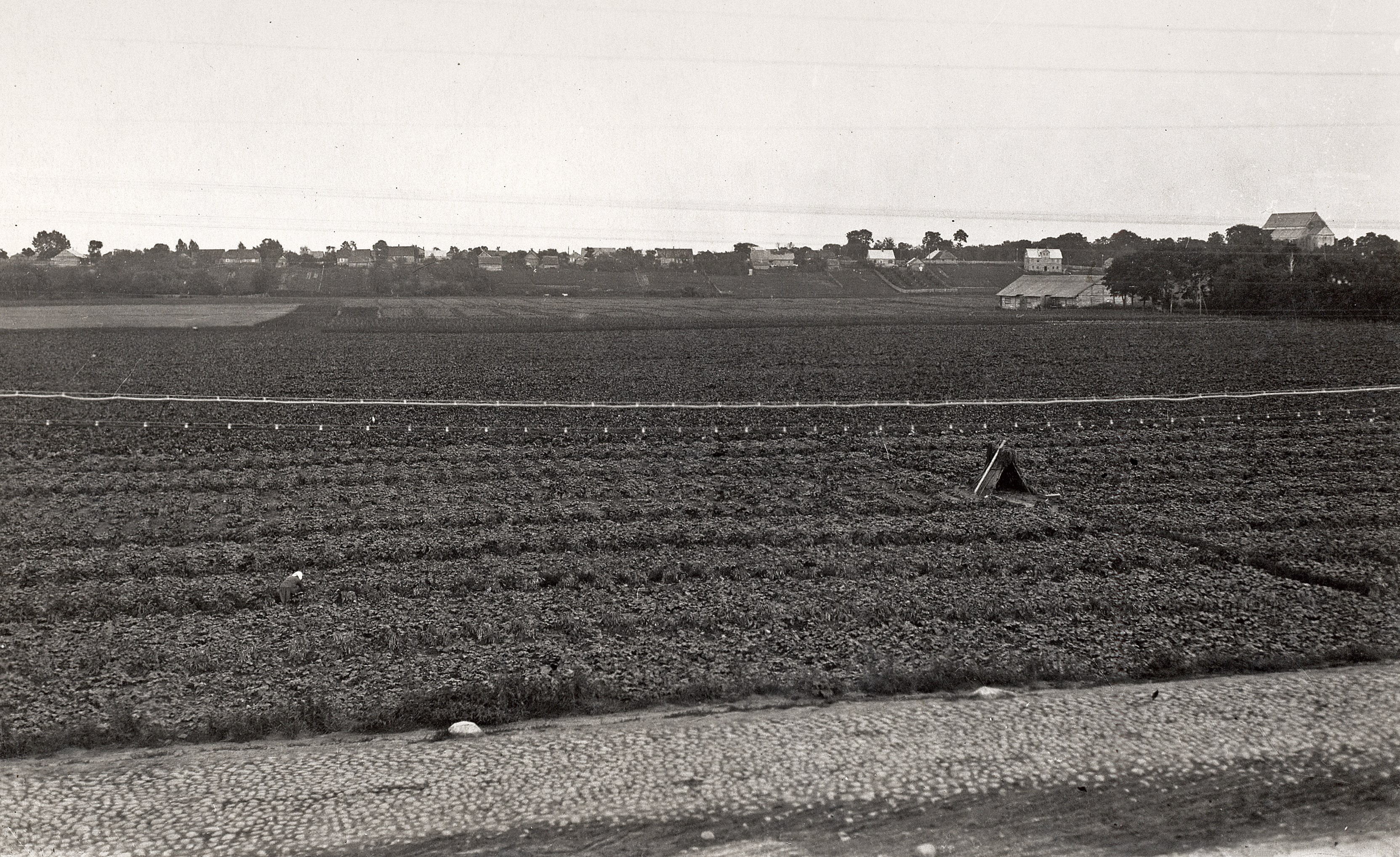 Agurkų laukai buvusio Juozapavos palivarko laukuose (dabar P.Lukšio ir J. Žemaitės gatvių rajonas), XX a. 4 deš.